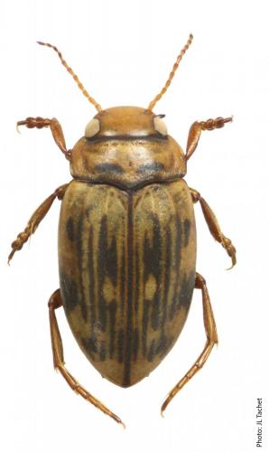 Nebrioporus clarkii